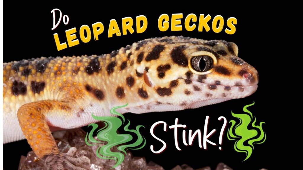Do Leopard Geckos Stink or smell bad?