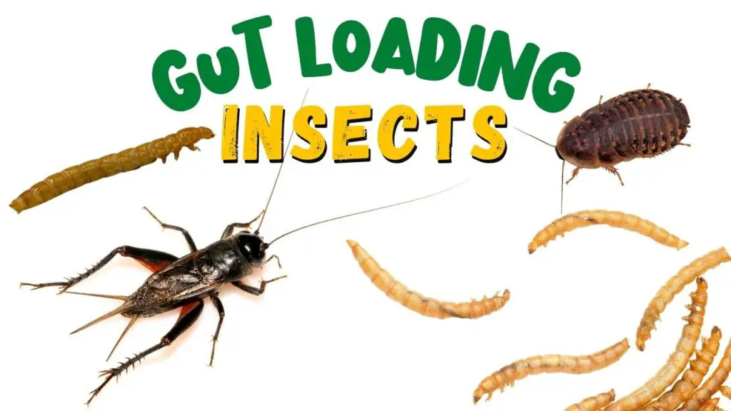 Gut Loading Insects