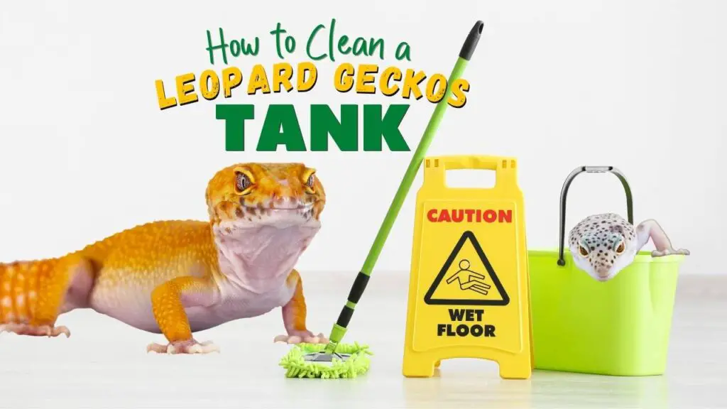 How to Clean a Leopard Gecko Tank