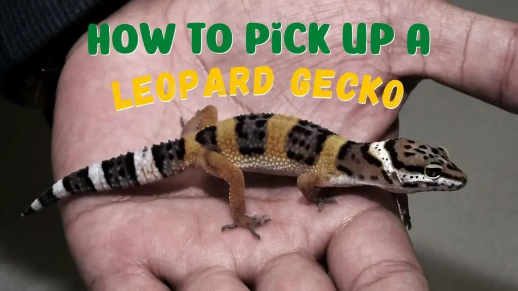 How to Pick Up a Leopard Gecko