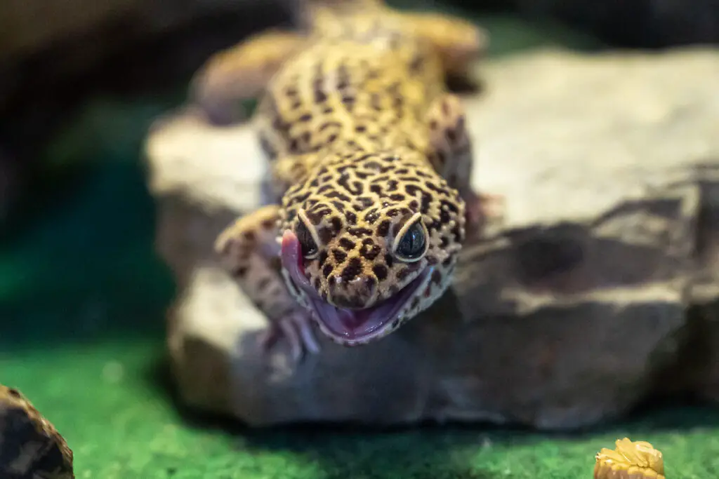 Leopard Gecko on a rock