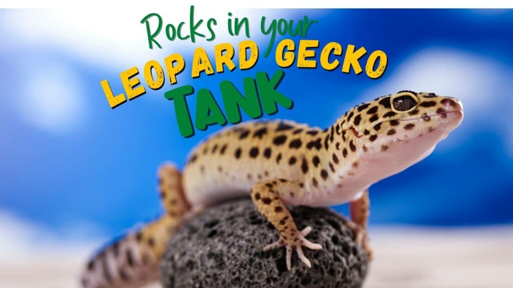 Rocks in your leopard gecko tank