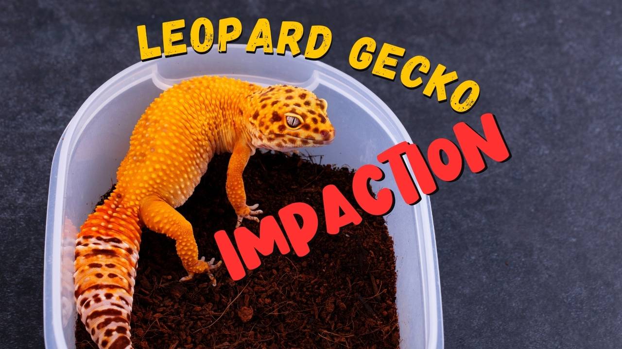 leopard gecko impaction