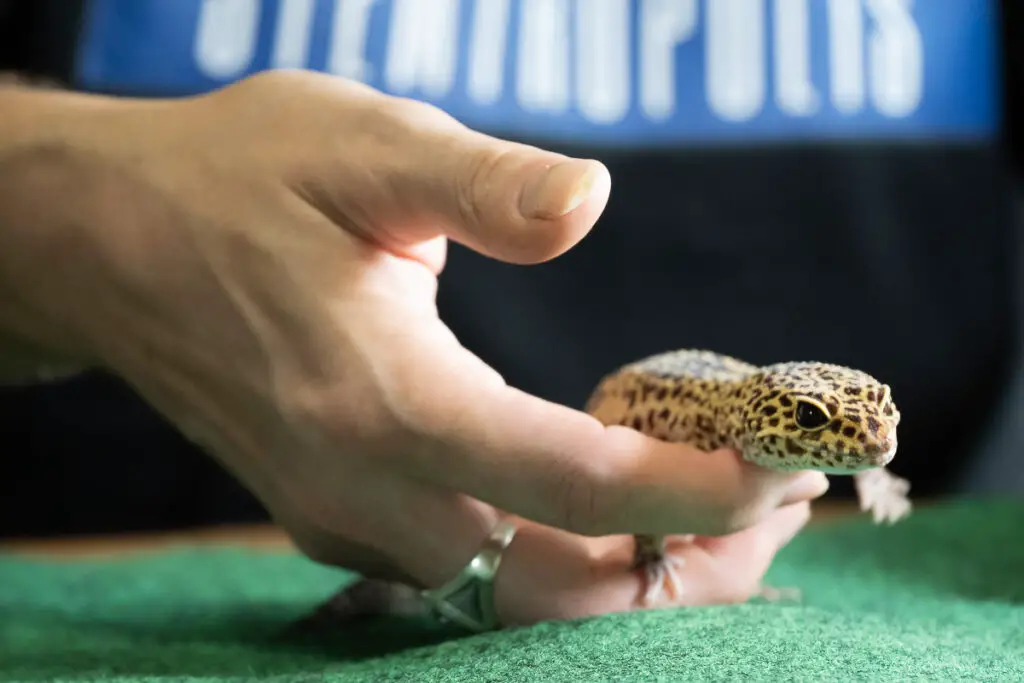 How to Pick Up a Leopard Gecko - Scoop