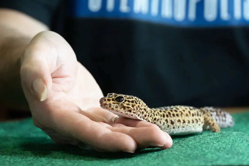 How to Pick Up a Leopard Gecko - Open Hand